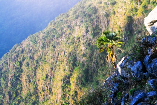 Sunrise in morning with palm tree on the rock of mountain. Sunray with Fog and mist cover the jungle hill in Thailand photo