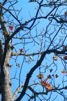 Silhouette Dry tree branch against blue sky in forest on the mountain photo