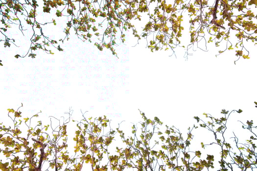 Leaves and branch isolated on white background with copy space photo