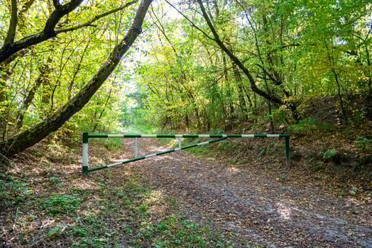 Photography on theme beautiful footpath in wild foliage woodland photo