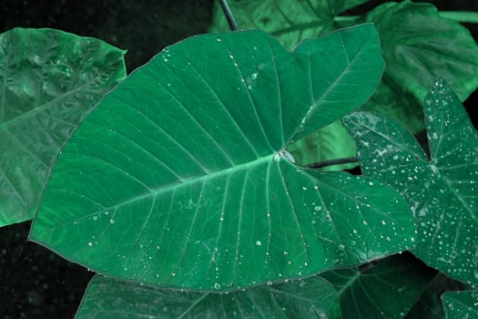 Alocasia odora foliage  or Giant upright elephant ear, Exotic tropical leaf. photo