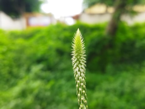 Achyranthes bidentata thorny plant with blurred background. Plant macro photo. photo
