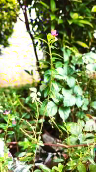 The purple flower Taiwan beauty ornamental plant, also known as Cuphea Hyssopifolia, is a beautiful and beautiful ornamental plant. photo
