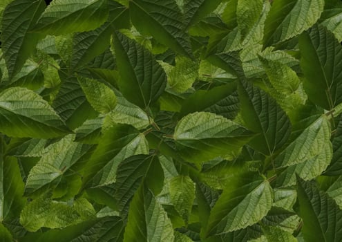 Foliage background, perfect for wallpaper. photo