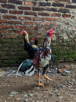 A young rooster walking in the yard. photo