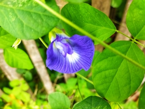 Butterfly pea plant, Clitoria ternatea flower. Selective focus photo