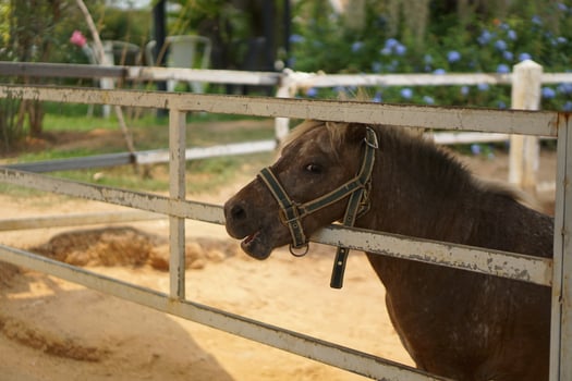 horses in stables for tourists to see photo