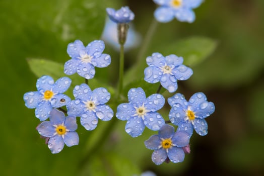 Delicate forget-me-not flowers with dew drops.Delicate wildflowers photo