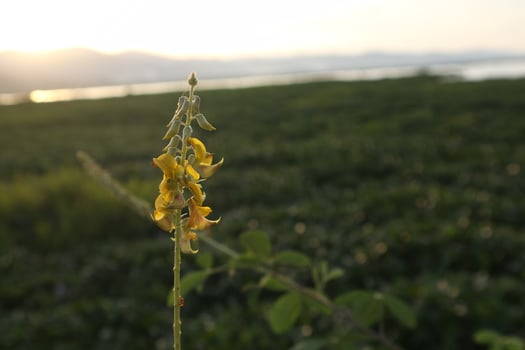 silhouettes of plants against the background of the sunset on the lake photo