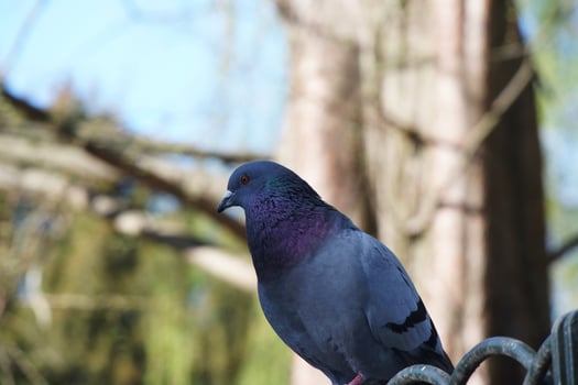 Cute Pigeon in the Local Public Park of Luton Town of England UK photo