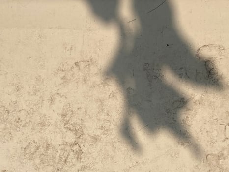 Leaves shadow background on concrete wall texture, leaves tree branches shade photo