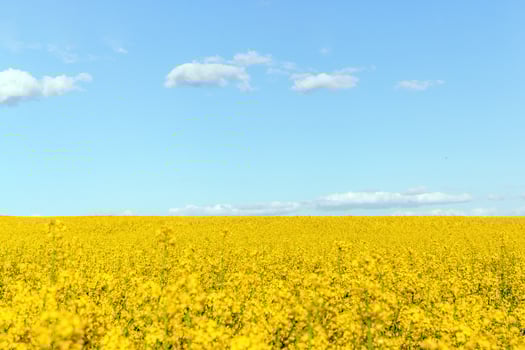 Canola field, yellow flowers and blue sky. photo