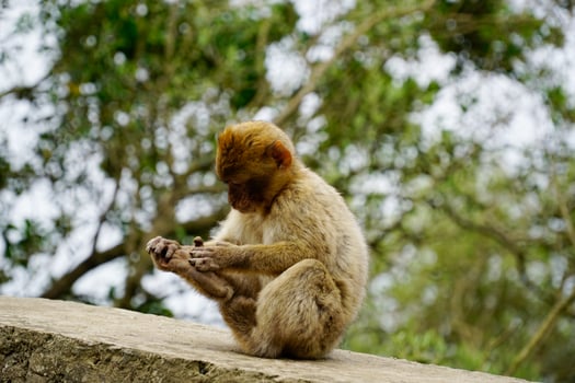 Young Barbary Macaque Monkey Sitting on Stone Wall photo