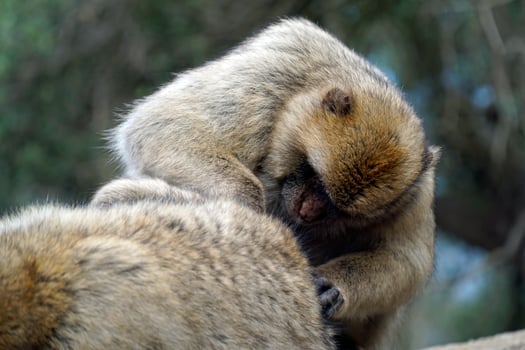 Two Barbary Macaques - One Monkey Pets the Second One photo