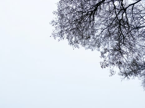 black branches of tree against white cloudy sky photo