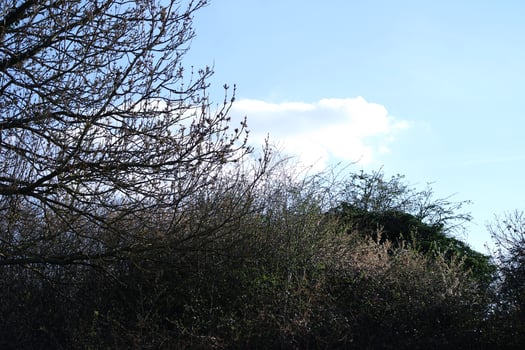 Trees and Plants at Countryside of England UK photo
