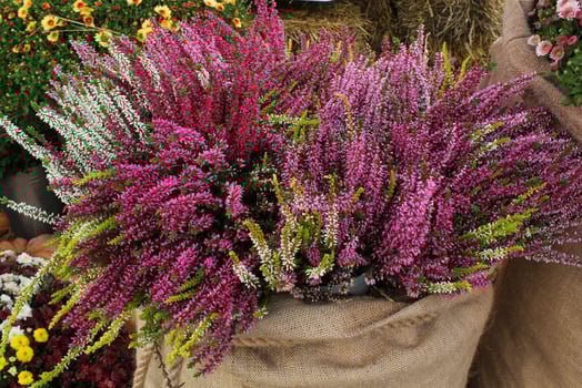 Close up of purple blossom heather flower in canvas bag. Calluna vulgaris. Seasonal autumn plant market. Gardening botanical  cultivating concept. House and balcony decoration. Nature floral bouquet photo