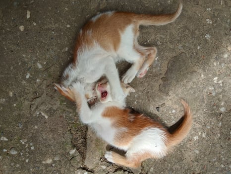 Two kittens playing outdoors photo