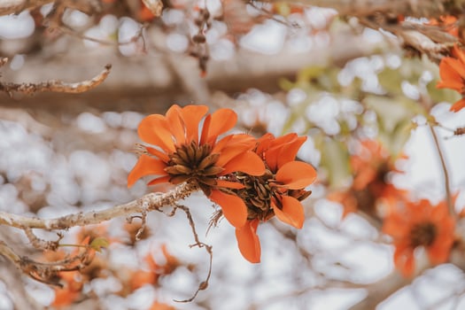 orange flowers on Erythrina caffra tree iin spring photo