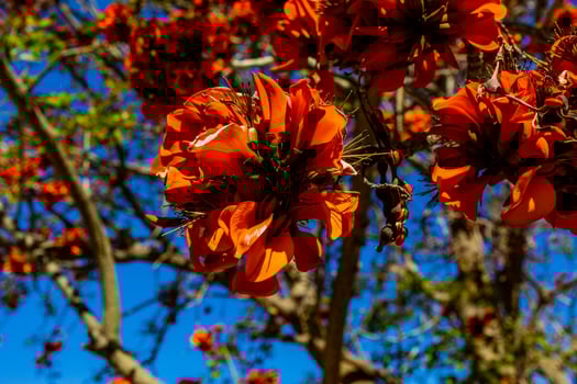 orange flowers on Erythrina caffra tree iin spring photo