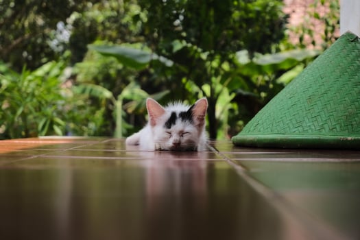 Sweet Dreams Adorable Kitten Sleeping photo