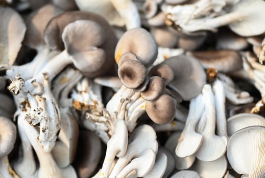 Fresh grey oyster mushroom on basket, fresh raw oyster mushroom for cooking food or sell in the market photo