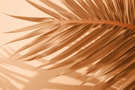 Palm tree sunny background. Illustration photo