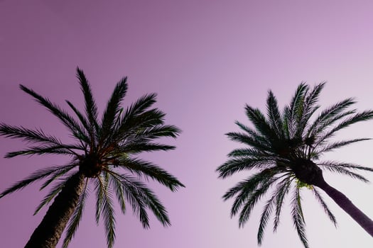 palm trees with sunset a beautiful sunset background photo