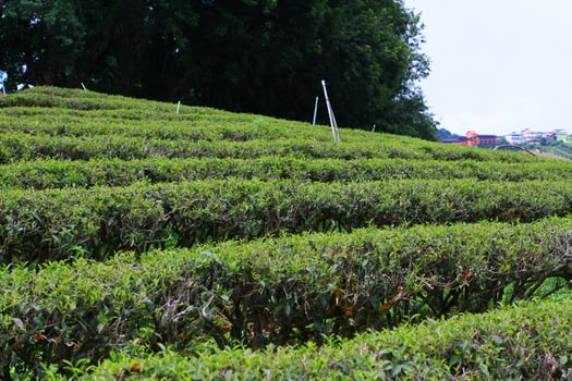 Tea Plantation in sunrise on the mountain and forest in rain season is very beautiful view in Chiangrai Province, Thailand. photo