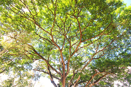 Beautiful tropical Tree branches with sunlight photo