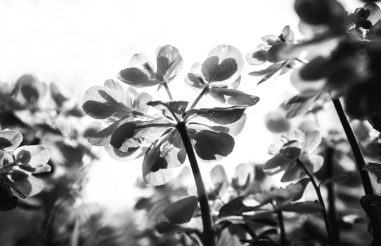 Beautiful flowers close-up photo