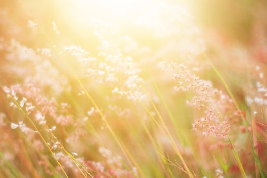 Soft Focus Beautiful grass flowers in natural sunlight Background photo