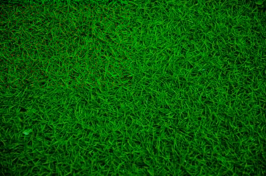 Abstract background of fresh green grass field. photo