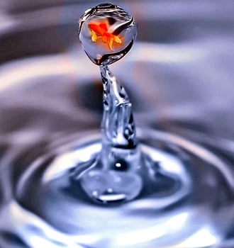 fish in drop of water photo