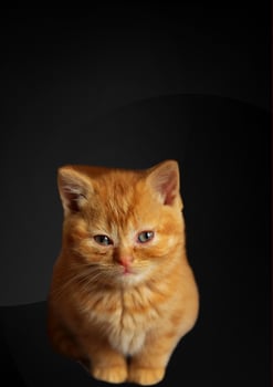 cat with black background photo