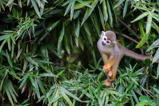 Squirrel Monkey on the tree photo