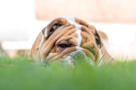 Portrait of English bulldog photo