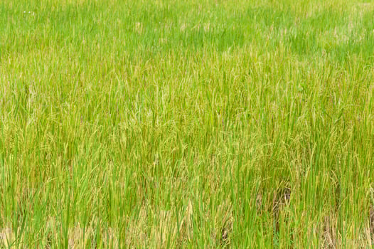 cornfield thailand ,rice fields in the countryside of Thailand photo