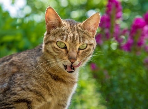 wildcat with tongue after delicious eats. Close up photo