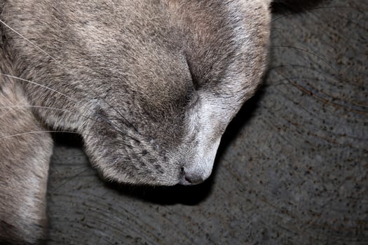 Macro photo of gray cat sleeping