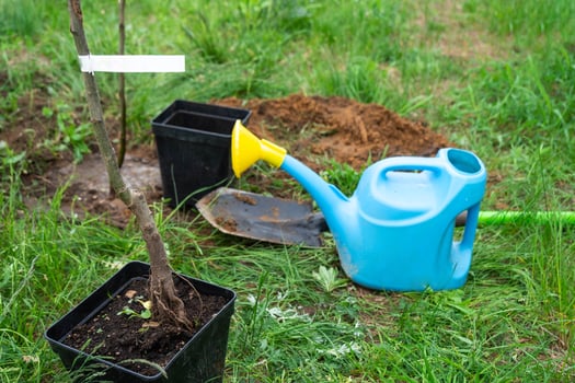 An apple tree seedling in the garden is prepared for planting in the open ground. Fruit tree from the nursery, growing organic fruits on your site photo