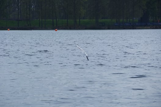 Cute Water Birds at The Lake of Public Park of Luton England UK photo
