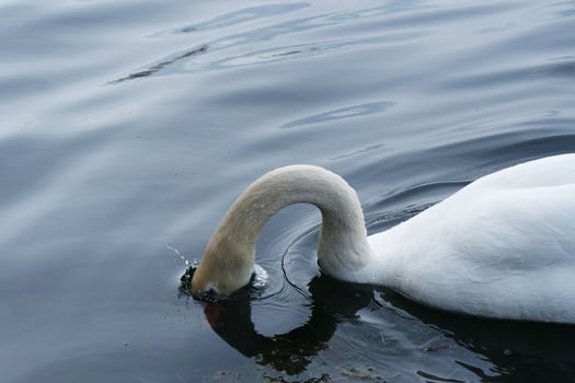 Cute Water Birds at The Lake of Public Park of Luton England UK photo