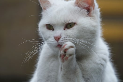 Cute Persian Pure White Cat is Posing in the Home Garden photo