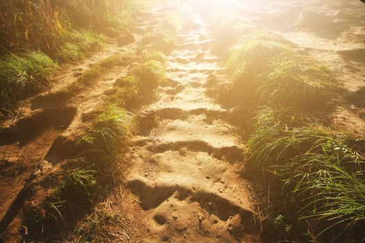 Golden sunlight shining down on the ground and grasses floor for Encouragement, hopefully and freedom of new life. photo