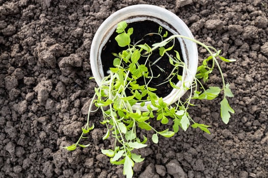 green tomato seedlings in pot on ground in garden photo