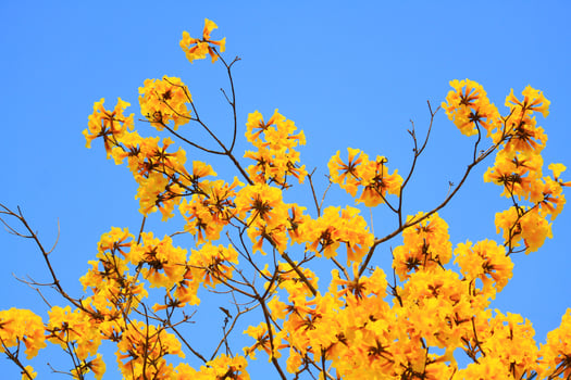 Blossom Dwarf Golden Trumpe flowers with blue sky. Tabebuia chrysotricha flowers photo