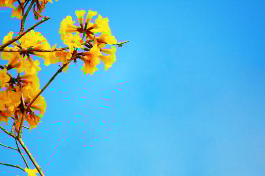 Blossom Dwarf Golden Trumpe flowers with blue sky. Tabebuia chrysotricha flowers photo