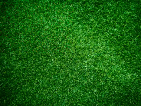 Green grass texture background grass garden concept used for making green background football pitch, Grass Golf, green lawn pattern textured background... photo