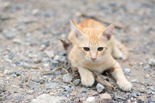 Cute Orange Kitten striped cat enjoy and relax on soil floor with natural sunlight photo